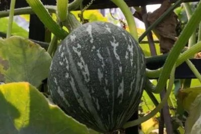 窝瓜冬天怎么保存,首先需要保证存放环境阴凉、干燥