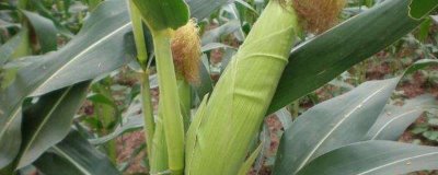 贵抗21玉米种子特点,应选择中等以上肥力地块种植
