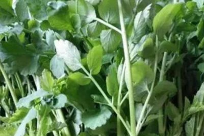 水芹的产地,原产亚洲东部