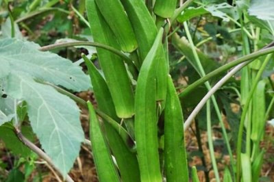 农村种植什么食用菌具有较高的效益，香菇、木耳、平菇等品种均为不错的选择