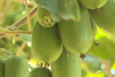 软枣猕猴桃冬季如何管理,要根据降雨情况疏通厢沟和围沟