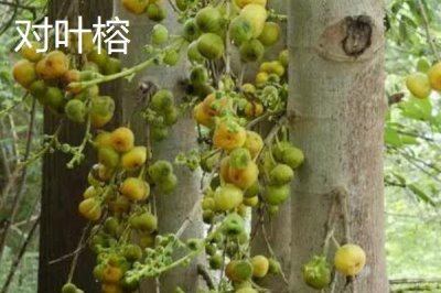 如何挑选榕树种子，颗粒饱满、具有光泽的种子品质更好