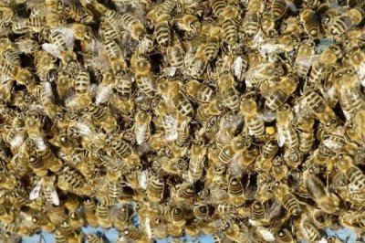 中蜂蜂王冬季死亡后如何处理,需及时为蜂群介入新蜂王