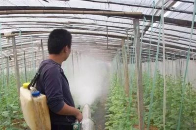 黄瓜霜霉病防治方法，首先要施足底肥