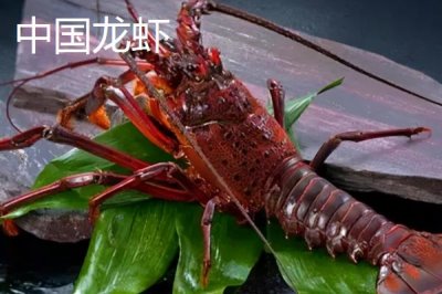 中国龙虾和锦绣龙虾的区别,从体型方面就能区分两者