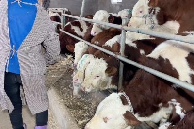 牛喂葡萄糖粉有没有坏处，是没有坏处的