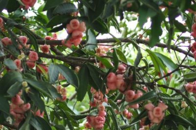 莲雾果树能在北方种植吗，可以但只能在温室环境中进行