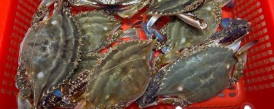 梭子蟹的分布范围,广泛分布于太平洋和印度洋海域