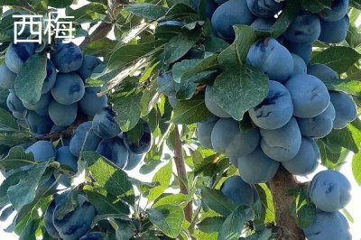 西梅和李子的区别,形状、口味、产地和价格均不同
