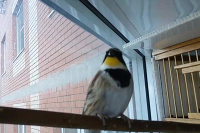 虎头凤喜欢吃什么饲料,以植物种子为主