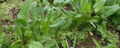 菠菜枯萎病怎么防治，与其它作物轮作可以减轻发病