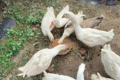 鹅什么时候开始产蛋，一般达到5-10月龄才具备下蛋能力