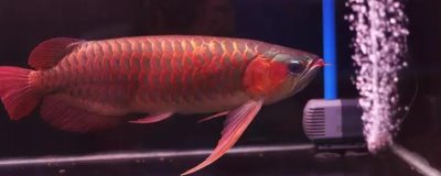 红龙鱼吐胃袋如何处理,需采取停喂食物、增加供氧量等措施