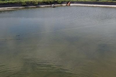 虾塘水质发黑怎么办,需先找准原因