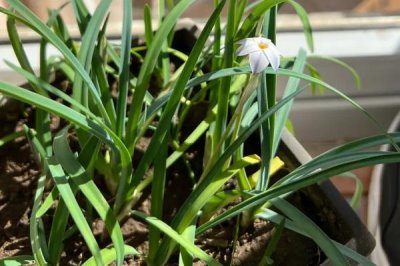 韭菜莲不开花的原因及解决方法，缺乏光照或者肥水不足均会导致
