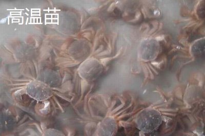 大闸蟹劣质蟹苗有哪些,药害苗、蜕壳苗和花色苗都属于