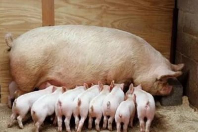 母猪产仔后不吃食怎么处理,首先一定要改变日粮的配方