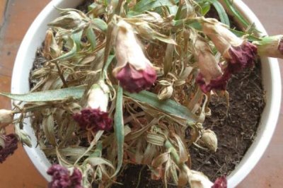 康乃馨叶片发黄原因和处理方法,盆土偏碱容易出现黄叶