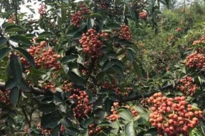 果粒大的花椒品种有哪些,常见的有红狮子花椒、凤椒、金阳青花椒等