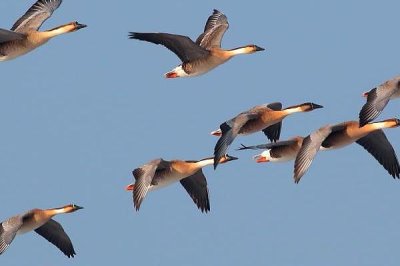 大雁会游泳吗,是一种大型游禽会游泳