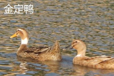 产蛋多的蛋鸭品种，这四种可以任选