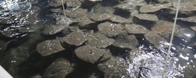 多宝鱼养殖的市场前景,是一个非常不错的养殖项目