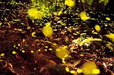 大萤火虫的食物，成虫主食露水和花粉