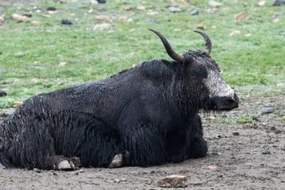 一头牦牛能卖多少钱,可以卖大约1-2万元