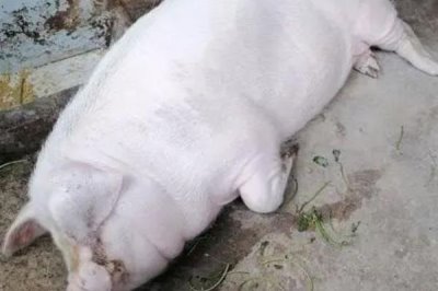 母猪用什么药催产,可以选择缩宫素、氯前列烯醇等