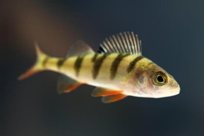 观赏鱼不喂的情况下能活几天,一般可以活一个月左右