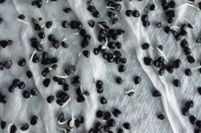 怎么种韭菜种子,种子处理前需晒种