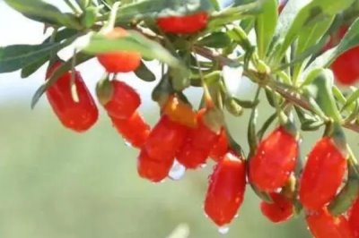 枸杞的产地在哪里,不同品种的产地有区别