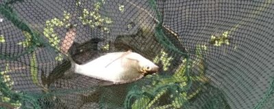钓鳊鱼用什么商品饵料,九一八、王者之战青草鳊效果好