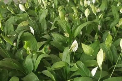 白掌怎么分株,5-6月份进行为佳