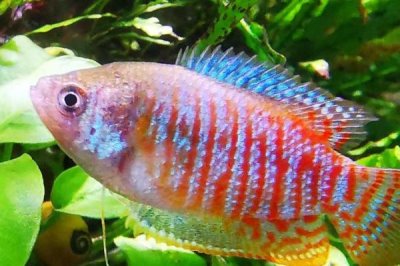 丽丽鱼吃什么食物,可以用活饵喂