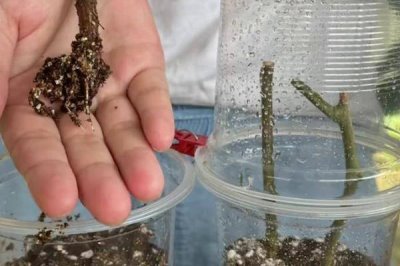 怎么扦插三角梅，剪取健康的枝条插入土壤中