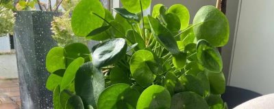 什么是镜面草,属于冷水花属、镜面草种植物