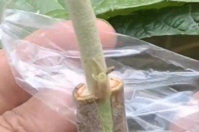 枇杷嫁接后怎么管理,需及时抹除接口下部萌发的砧木芽