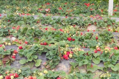 草莓采收后怎么管理,要追施复合肥并摘除匍匐茎和枯叶