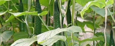 种植黄瓜的方法,缓苗后要中耕松土