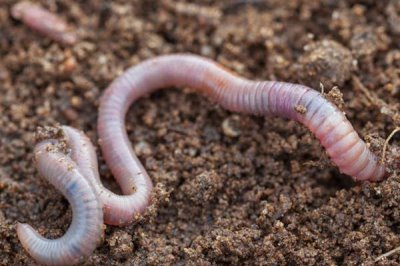 蚯蚓什么时候好抓,南方地区2-5月和10-11月最好抓