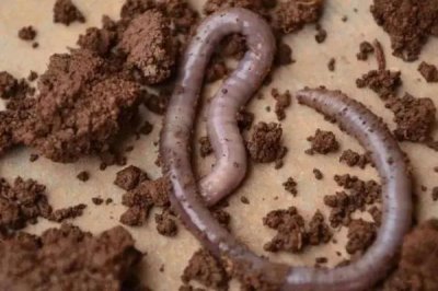 夜钓用腥饵还是香饵，需要根据周围的环境才能决定