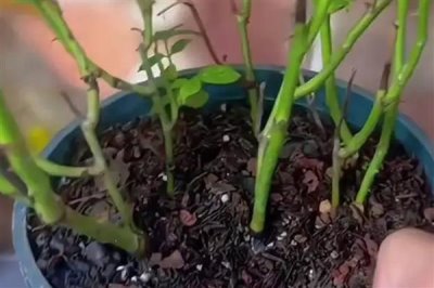 怎么养殖四季小玫瑰，平时每个星期浇水1-2次