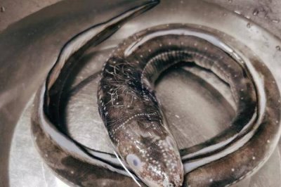 山坑鳗的产地分布,分布于太平洋、印度洋、大西洋等地