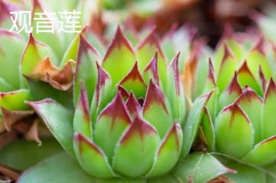 哪些多肉植物比较容易养,可选择姬胧月、虹之玉、冬美人等品种