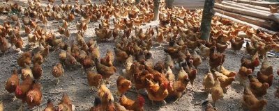 散养土鸡成本,饲养一只土鸡纯利在10元-20元