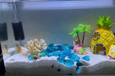 罗汉鱼的养殖技术,中性或稍弱酸性的水质为佳