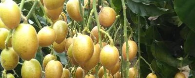 黄皮果品种介绍,这4种非常受欢迎