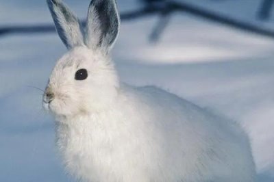 兔子密螺旋体病病因,病原体为兔密螺旋体