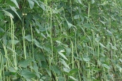 豇豆的亩产量,亩产通常为1700-3000公斤左右